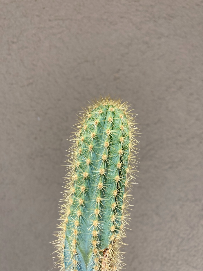绿色仙人掌仙人球摄影素材