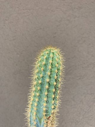 绿色仙人掌仙人球摄影素材