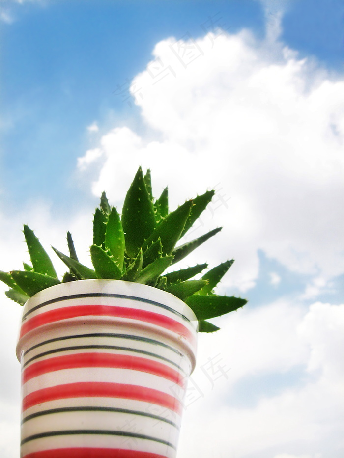 蓝天白云芦荟盆栽图片