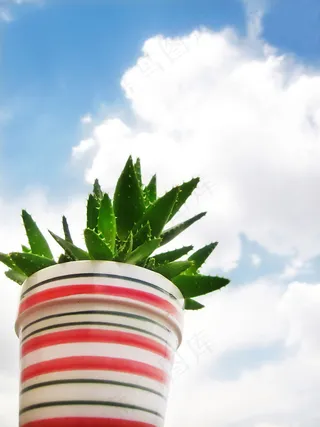蓝天白云芦荟盆栽图片
