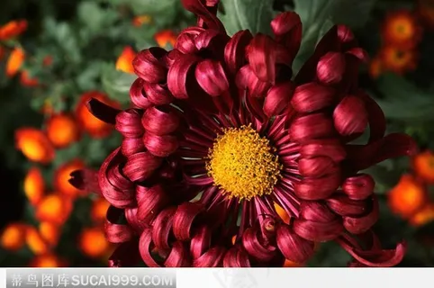 绚丽的菊花 绚丽的菊花