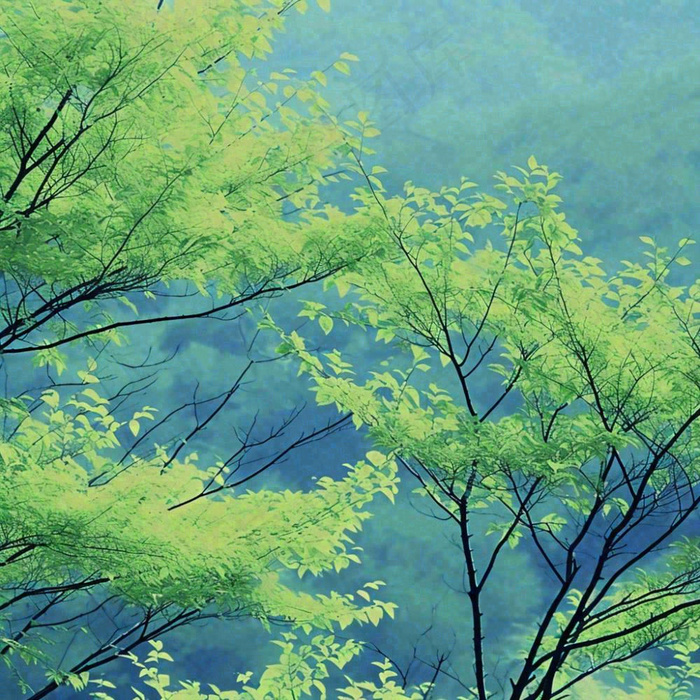 绿色的树冠特写