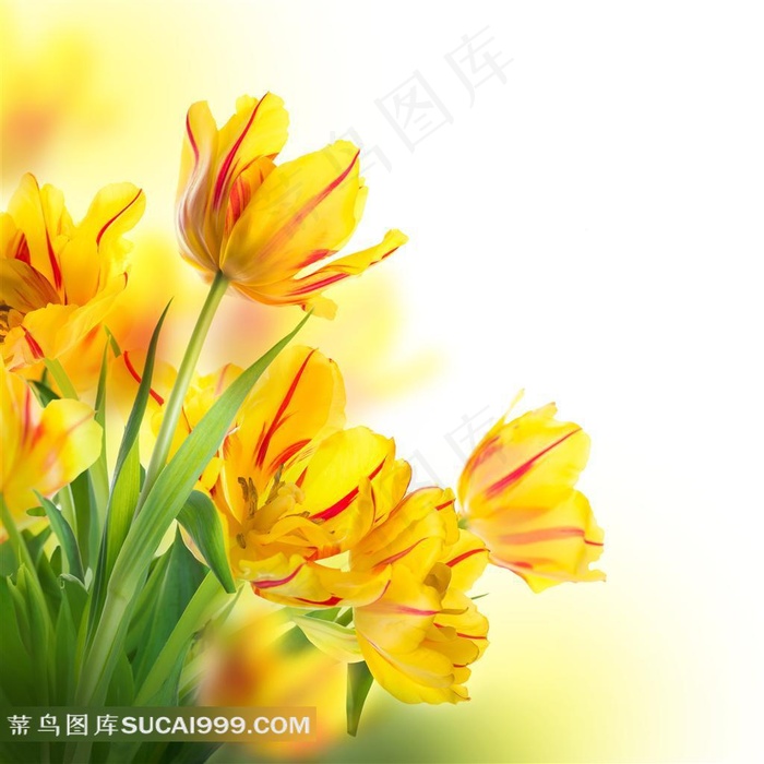 绝美黄色郁金香素材
