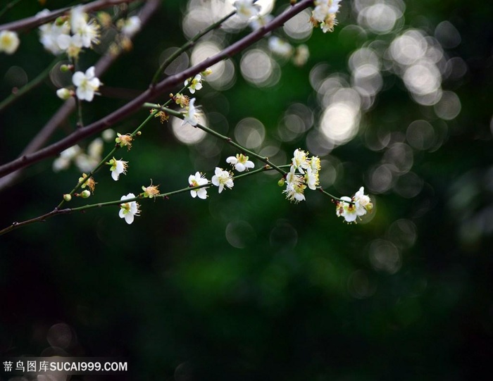 高清唯美树枝上白色梅花鲜花图片