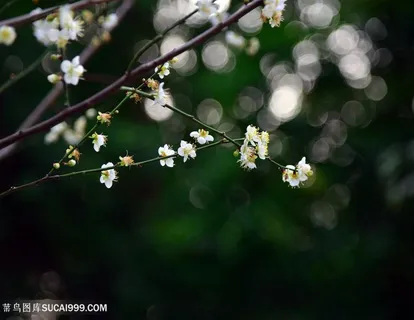 高清唯美树枝上白色梅花鲜花图片 高清唯美树枝上白色梅花鲜花图片