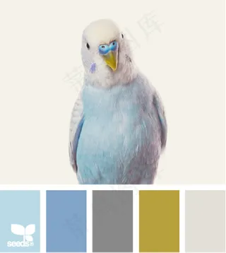 家禽鸟类配色色卡色彩搭配