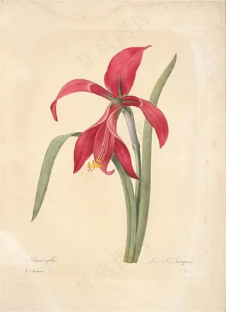 兰花复古手绘花卉图片