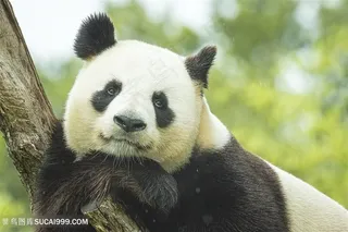 托腮的大熊猫图片 托腮的大熊猫图片