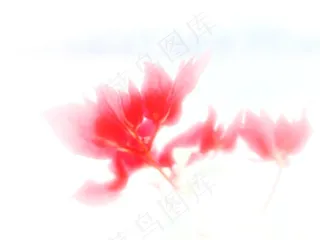 朦胧梦里花一朵