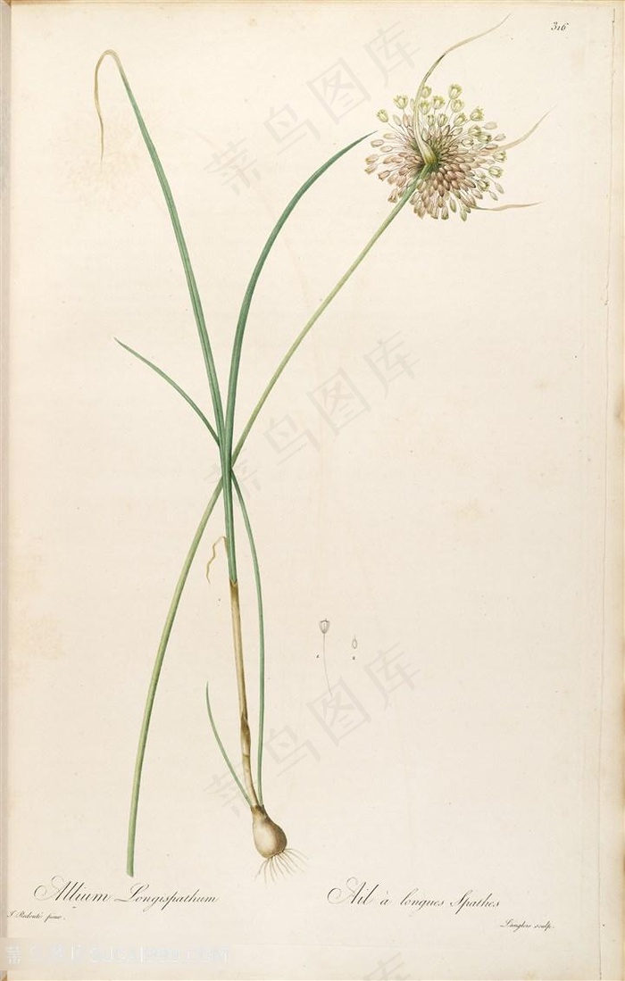 雷杜德原版高清唯美花卉复古花草图谱插画