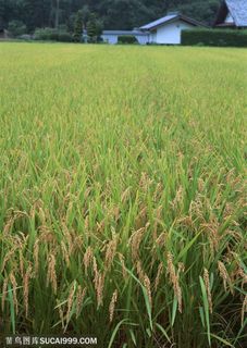 平原草原-成熟的水稻