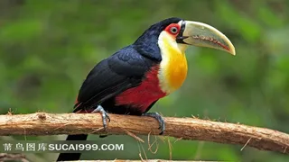 树枝上的尖嘴鸟摄影素材