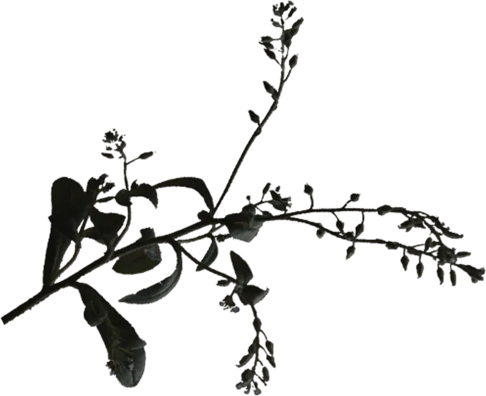 欧式优雅精致复古风格油画质感色彩手绘花卉植物树叶插画PNG素材