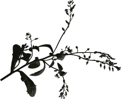 欧式优雅精致复古风格油画质感色彩手绘花卉植物树叶插画PNG素材