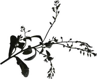 欧式优雅精致复古风格油画质感色彩手绘花卉植物树叶插画PNG素材