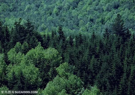 树林风景-山间翠绿的杉树