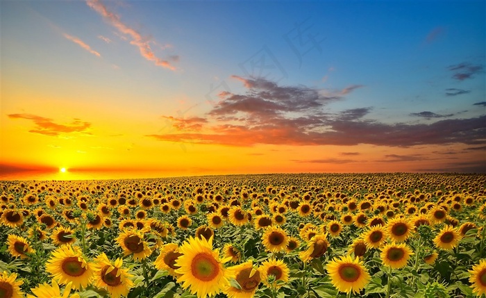 夕阳下唯美向日葵花海