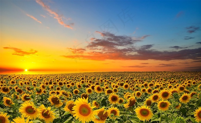 夕阳下唯美向日葵花海