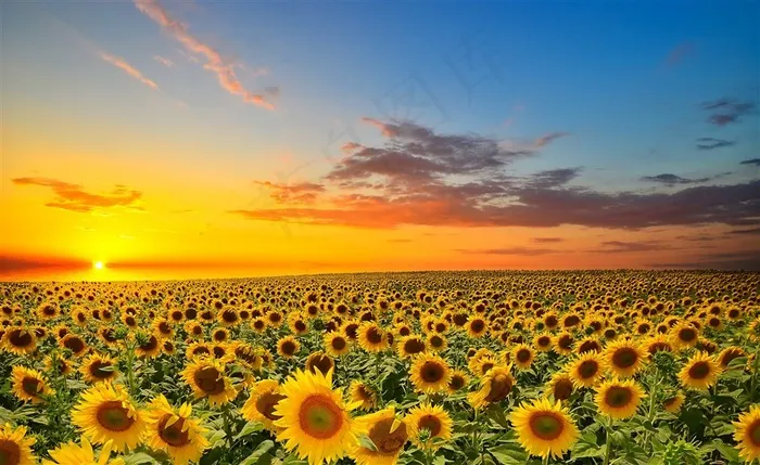 夕阳下唯美向日葵花海