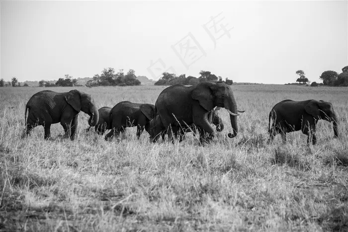 身形巨大的野生大象素材大图