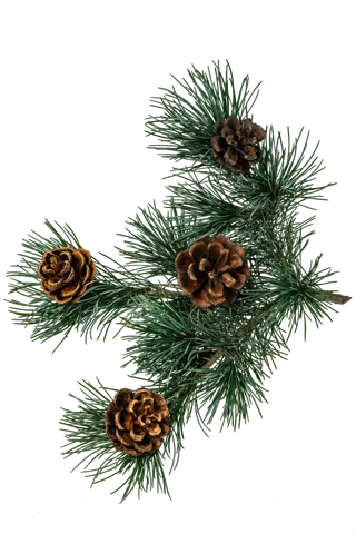 圣诞绿色松枝松塔