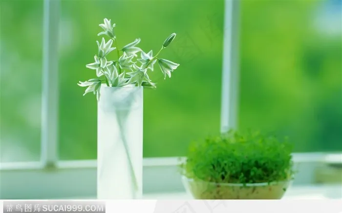 有积液培养的芽