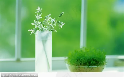 有积液培养的芽