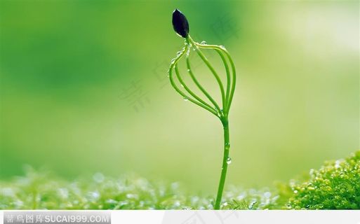 未完全出壳的嫩芽