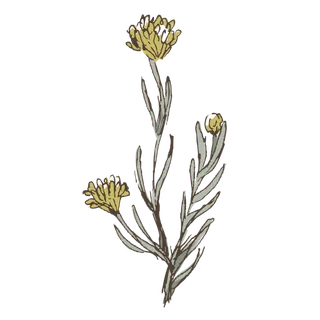 线条草本花卉手绘植物-花2彩色