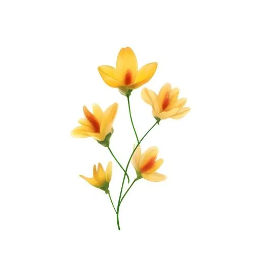 花免抠(2048x2048)