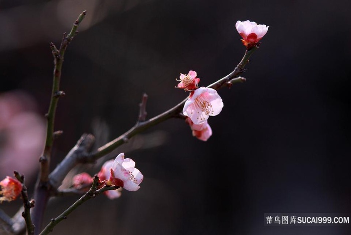 粉色梅花花卉图片大全