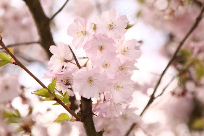 观赏樱花图片