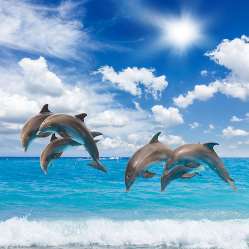 唯美海上海豚海洋生物图片