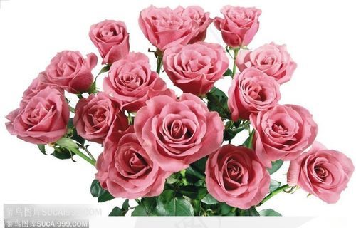 玫瑰花束-粉色玫瑰花特写