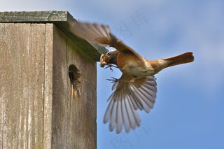 归巢时带了食物的小鸟摄影鸟元素