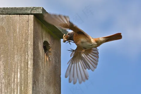 归巢时带了食物的小鸟摄影鸟元素 归巢时带了食物的小鸟摄影鸟元素
