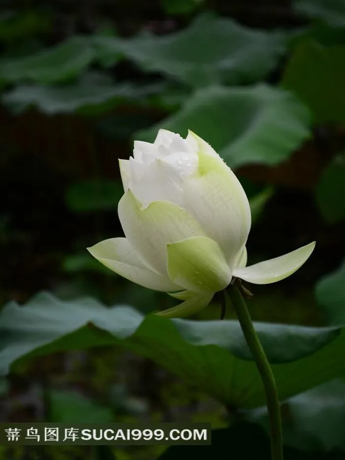 雨后荷花高清图片