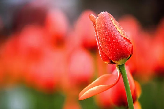 花朵鲜花 红色鲜花