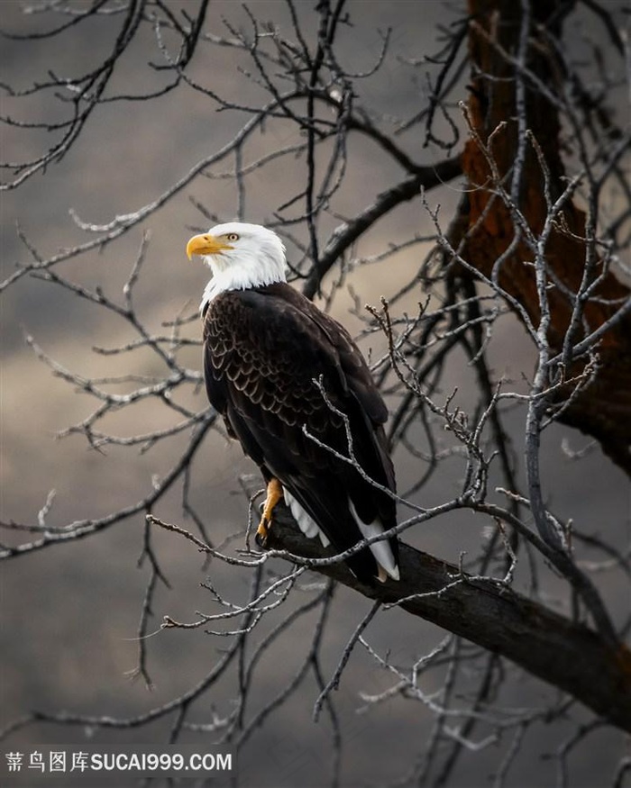 枯叶上的白头鹰图片鸟图片