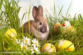 彩蛋与可爱兔子图片