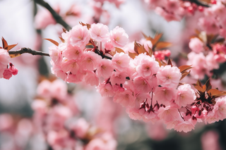 粉色重瓣樱花细节特写摄影图