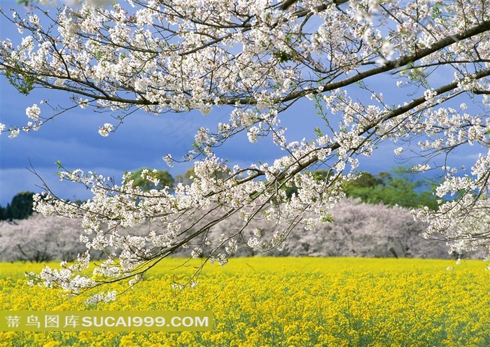 白色梨花和油菜花图片素材
