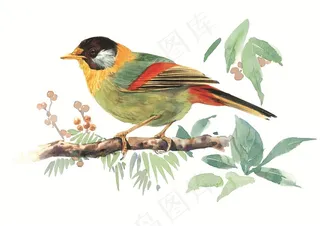 树枝上漂亮的鸟儿素材