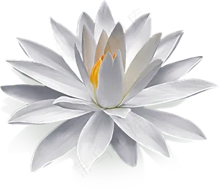 荷花素材 免抠 荷花 复古 中国风 莲花 荷叶 花朵