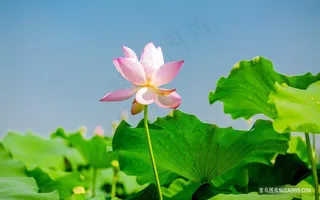 荷塘中荷花荷叶高清摄影