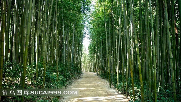 竹林小路唯美风景