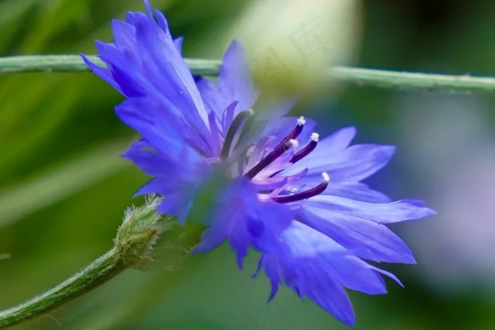 矢车菊花朵摄影图片