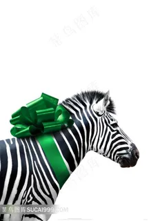 斑马电影动物园海报 斑马电影动物园海报