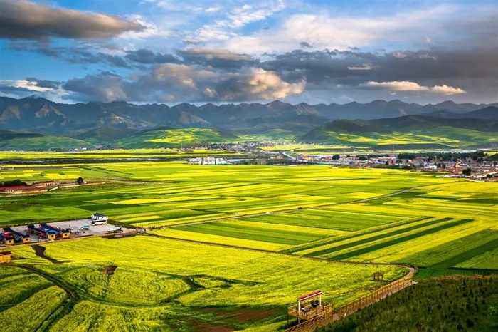 青海门源油菜花风景高清图片