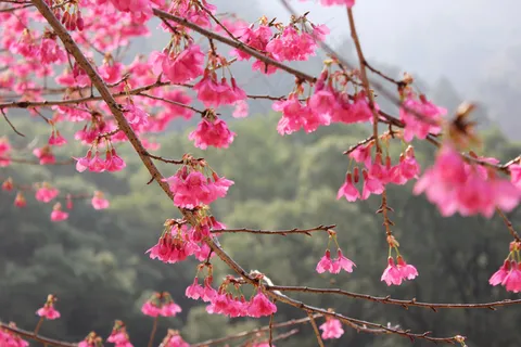 森林公园山樱花图片下载 森林公园山樱花图片下载